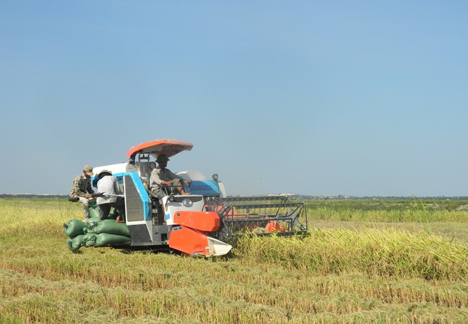 Quang Binh’s agricultural production is thriving thanks to large-scale field model - ảnh 2